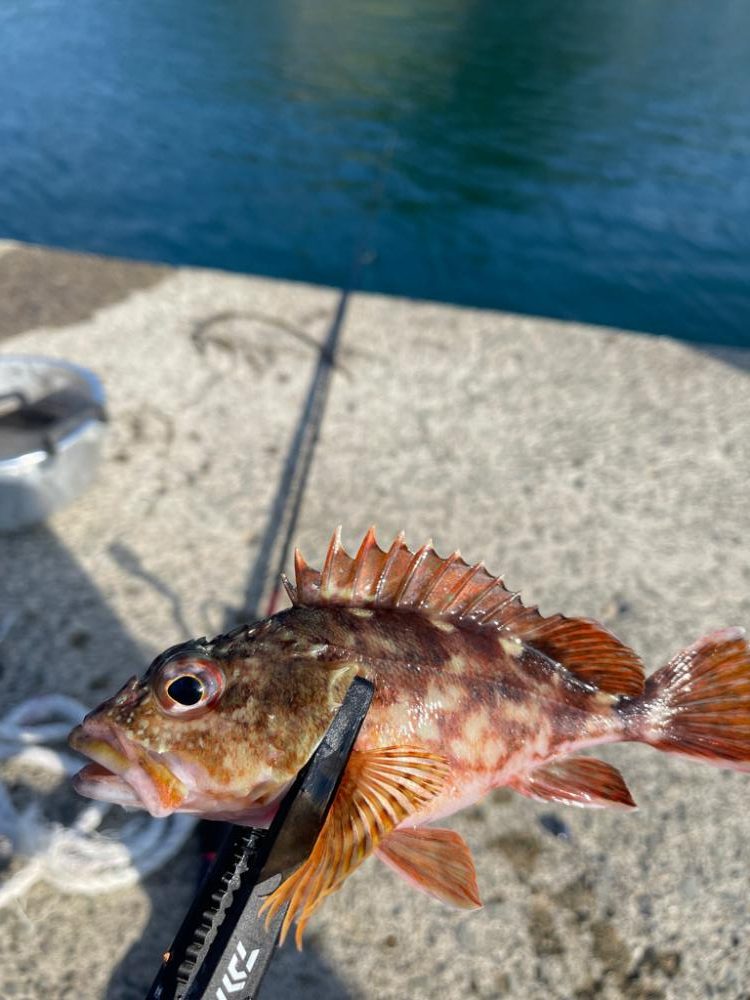 ガシラ×ぶっ込み