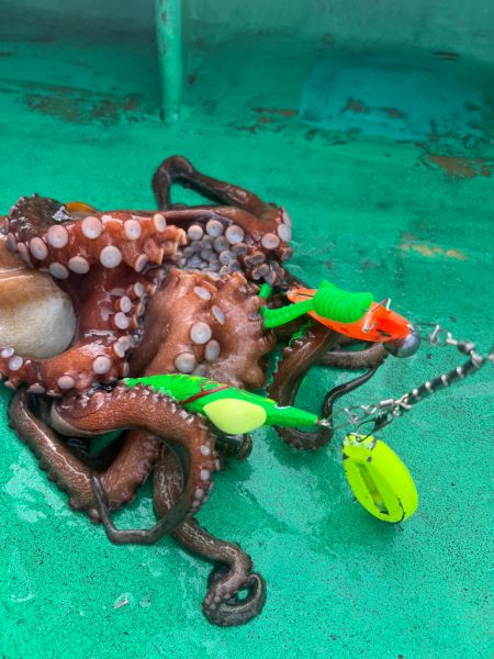 明石タコ釣り🐙