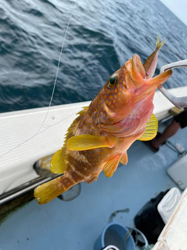 ロックフィッシュ便からのイカメタル