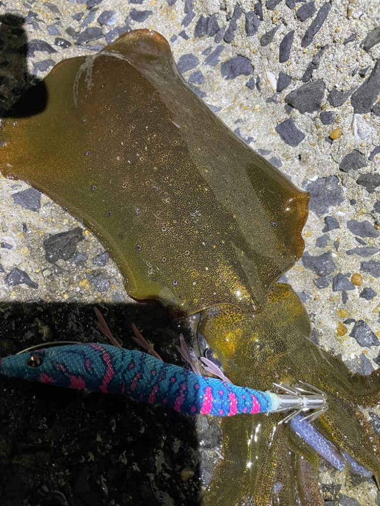 熊本県エギング釣行記