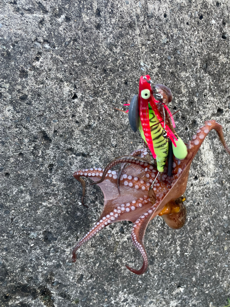 Wヘッダー 初戦❓