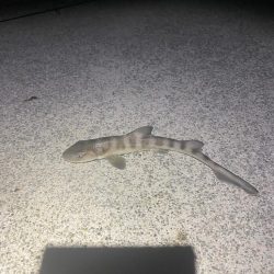 堤防ライト五目　なんでも釣り