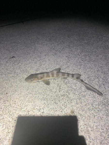 堤防ライト五目　なんでも釣り