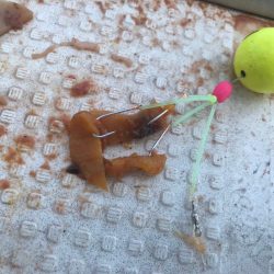 爆釣！室津の夏フグ