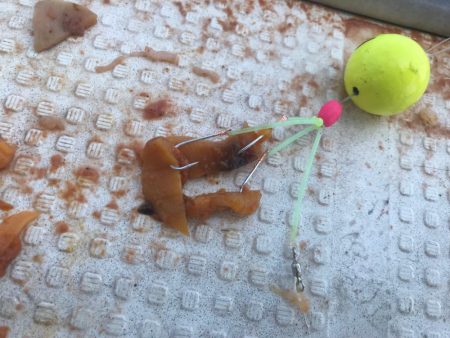 爆釣！室津の夏フグ