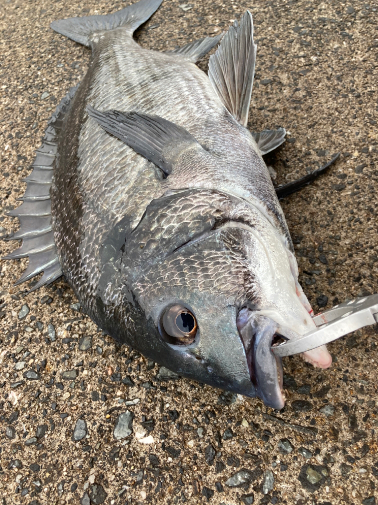 晴天の中エビ撒き