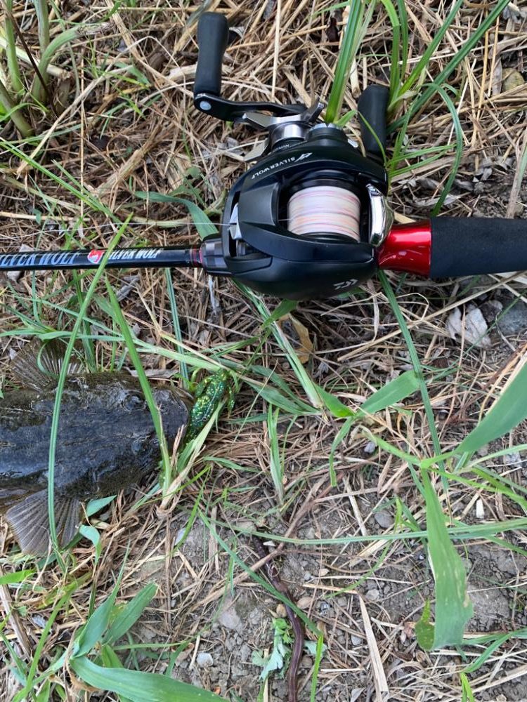 イカ調査のはずが