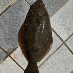 猛暑の中のヒラメ君