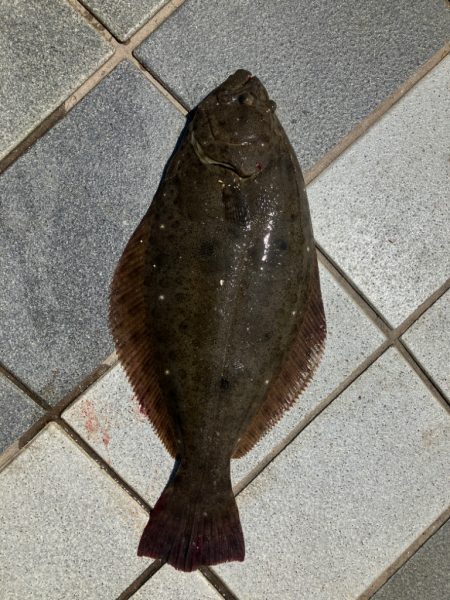 猛暑の中のヒラメ君