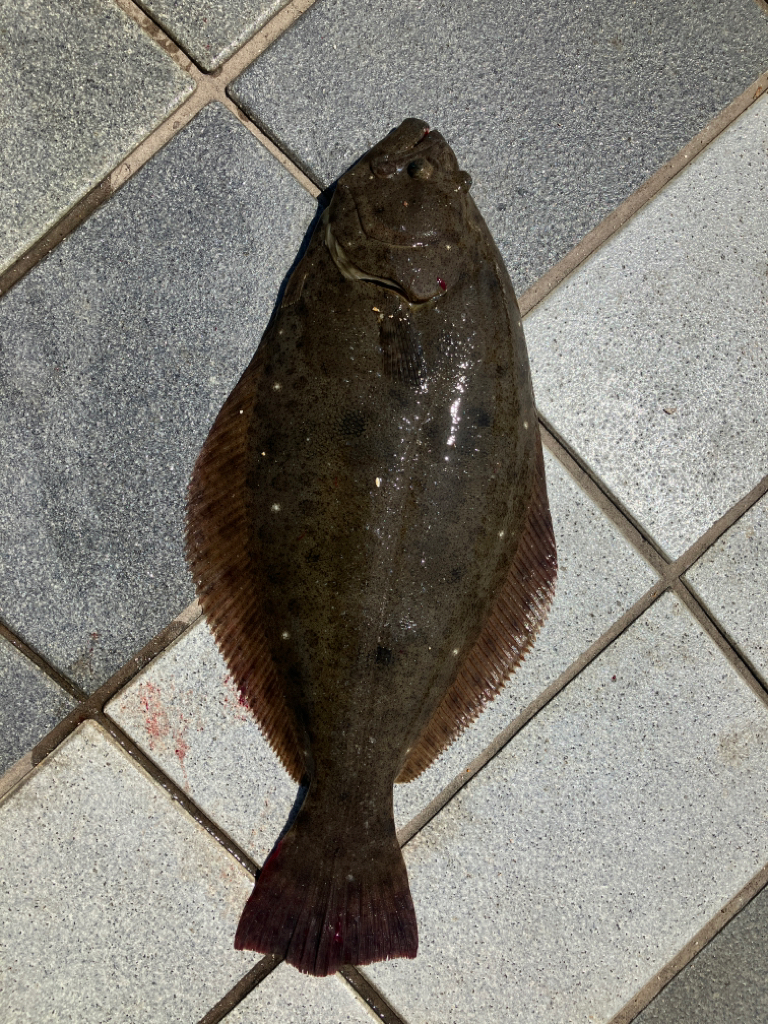 猛暑の中のヒラメ君