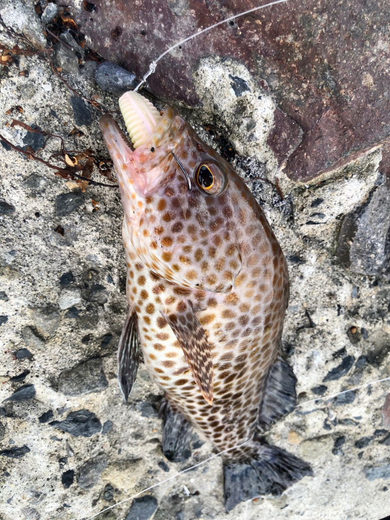 ロックとショアジギ