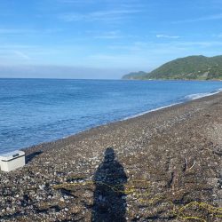 ソウダカツオとツバス