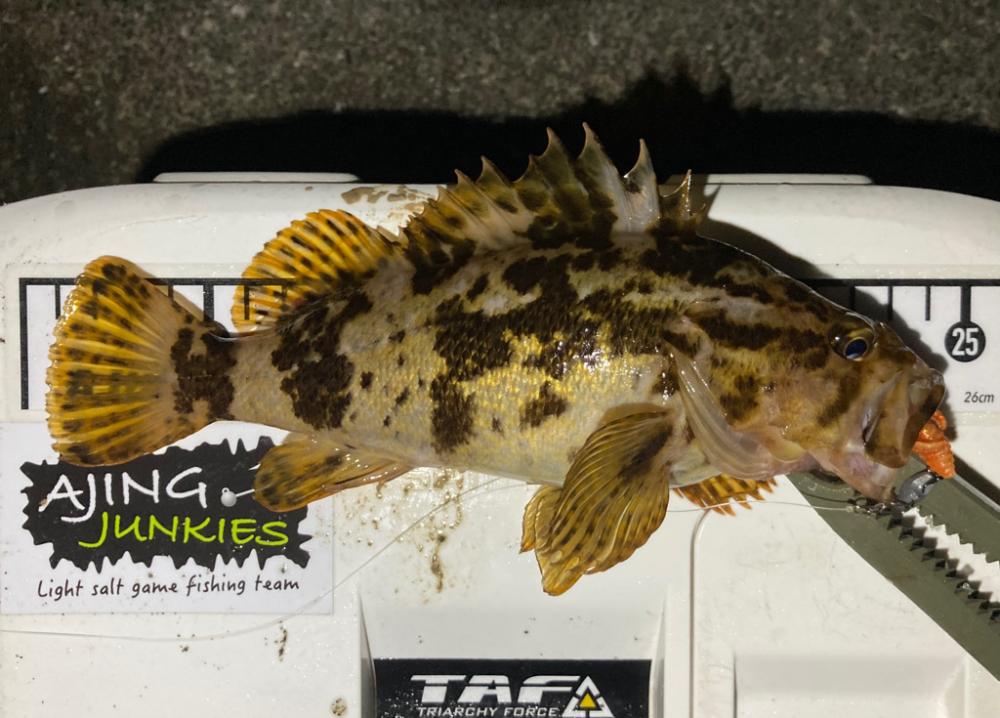 ロックフィッシュ探しへ!