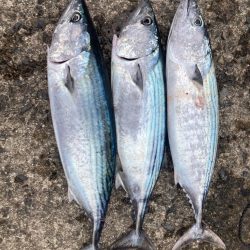 ショアジギング