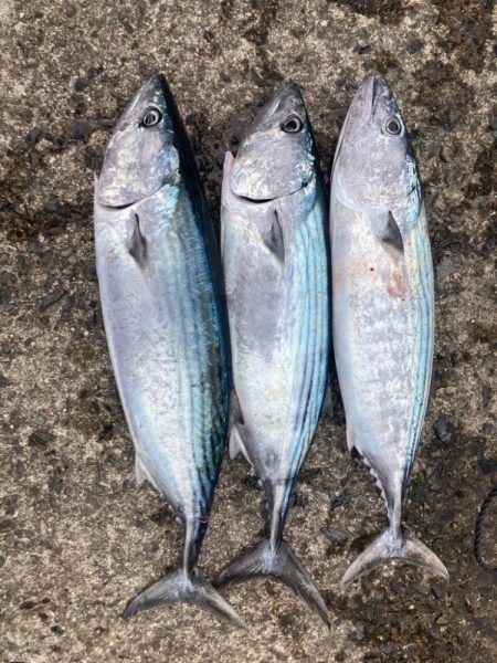 ショアジギング