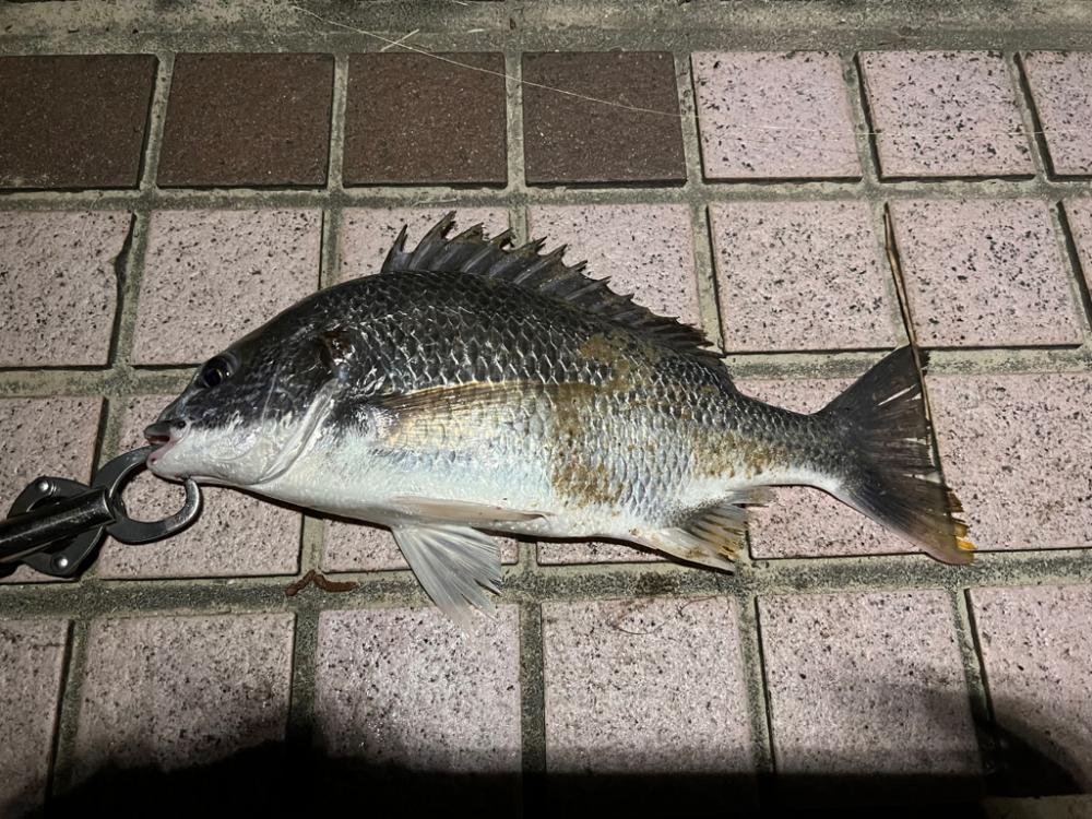 下げ潮ドリフトでドン