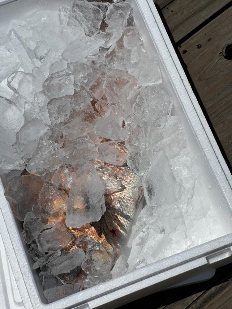 城ヶ島海上釣り堀