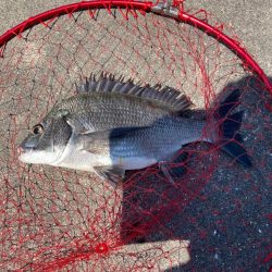 ギリギリ尺足らず