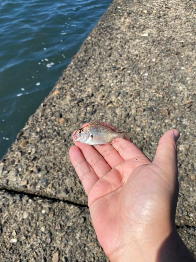 ちょい投げライトキスゲーム④