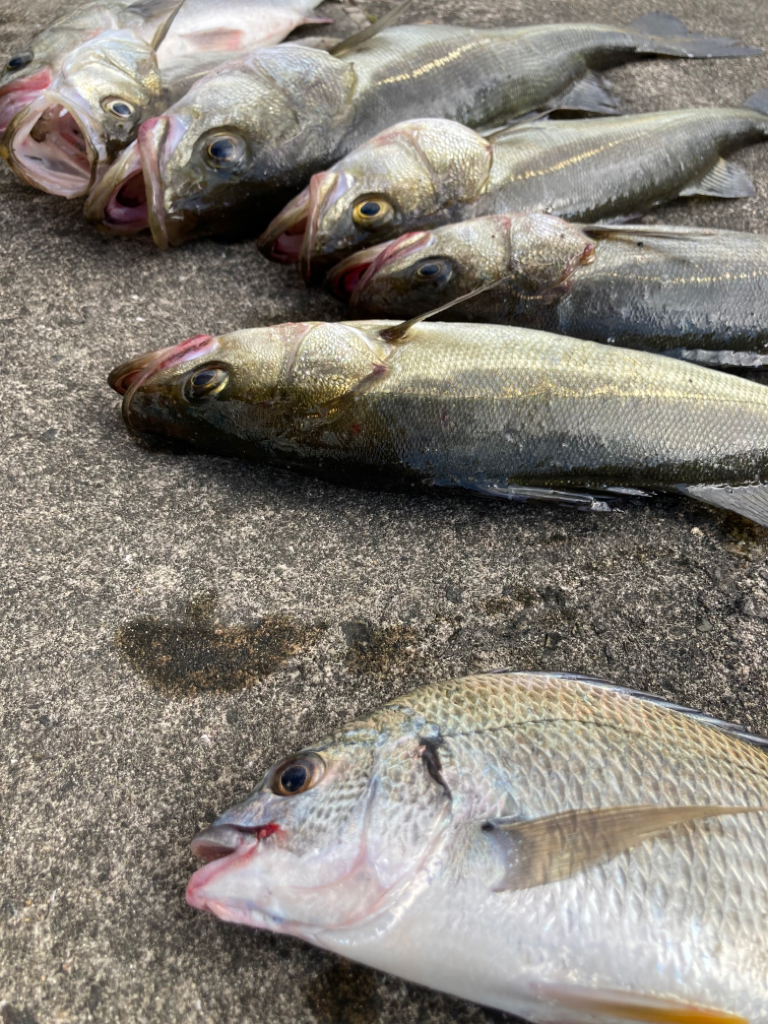 セイゴの活性高い