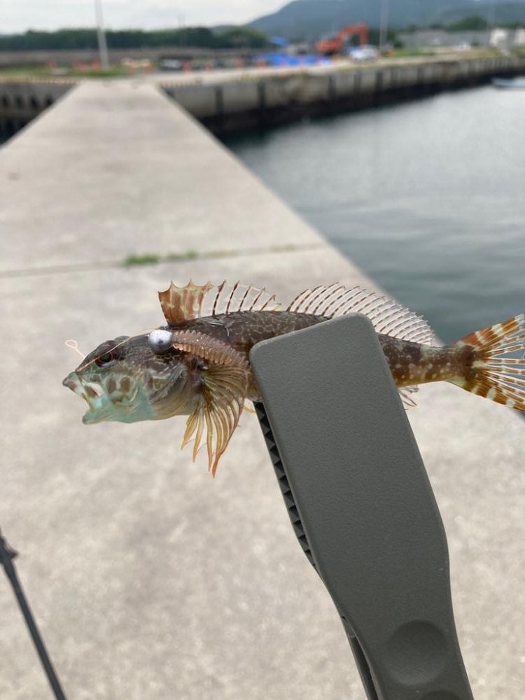 デイガシリング