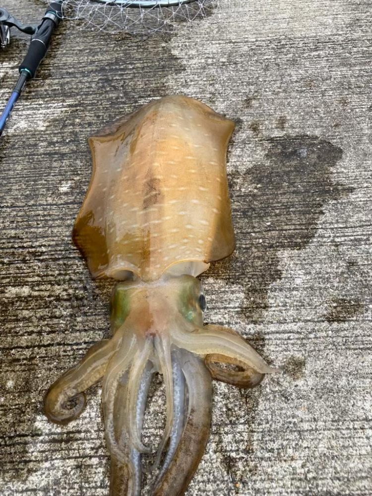 梅雨イカ！満足の1.2k