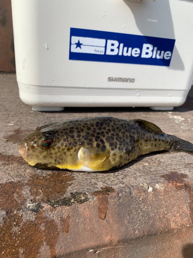 チャリコパラダイス