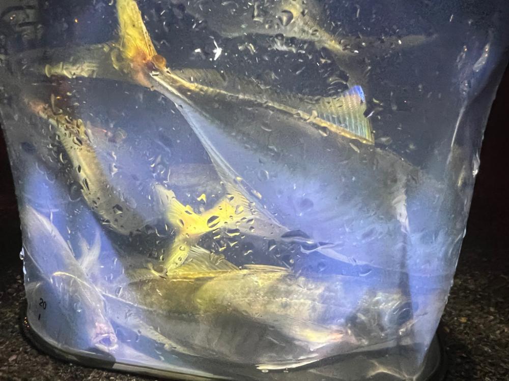 鯵を探して三千里 Vol.49