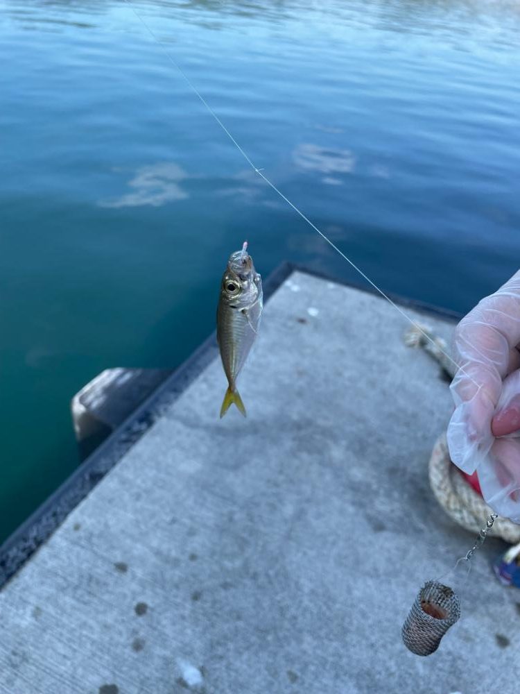 アジ釣り in 香住