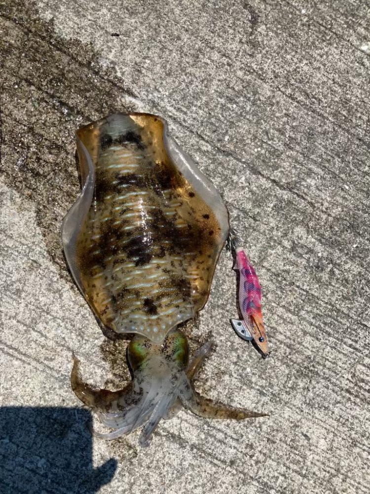 夏イカモンスターを求めて?!