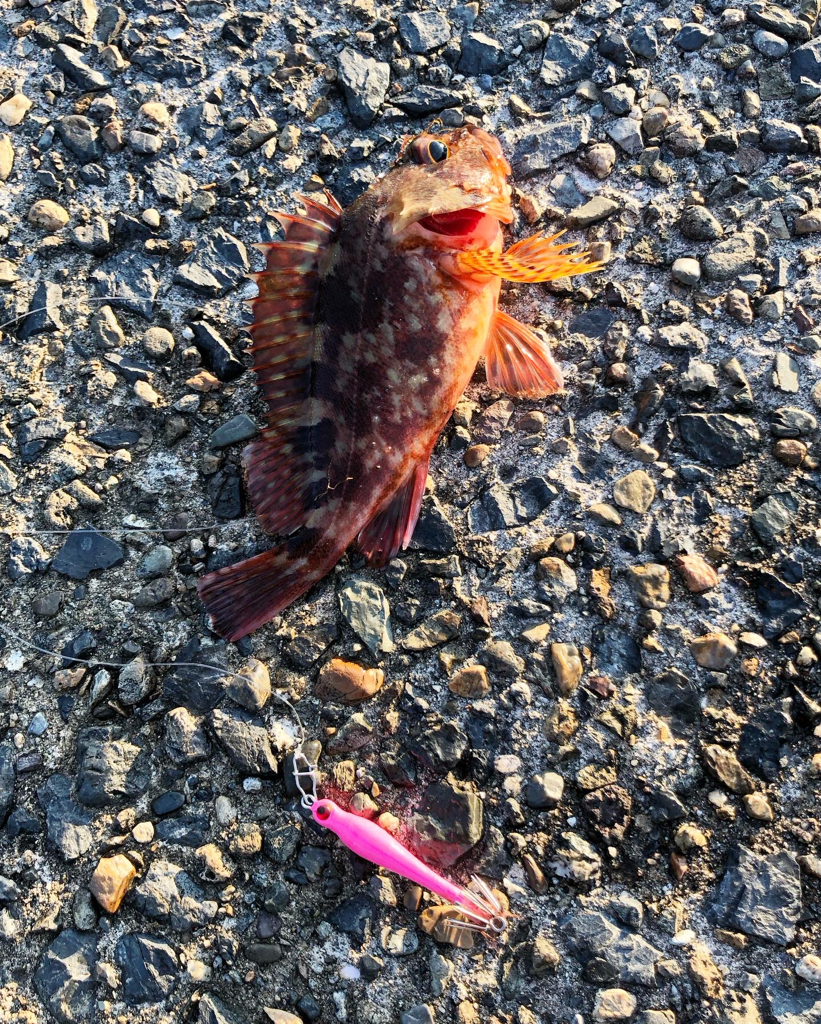 気まぐれケンサキ