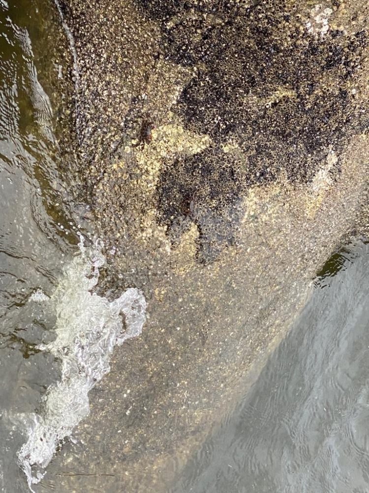 チニング 楽しい