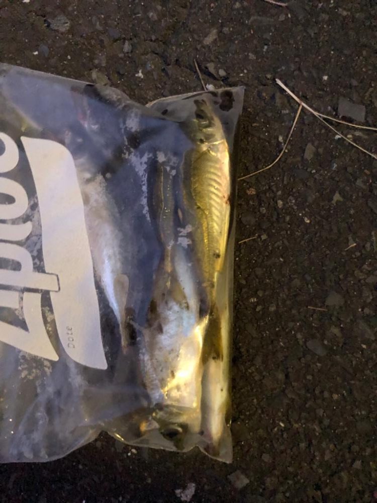 エギング ケンサキイカ