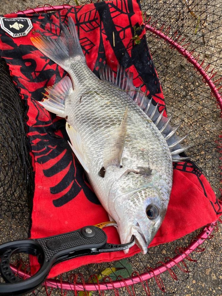 ヘチってきました