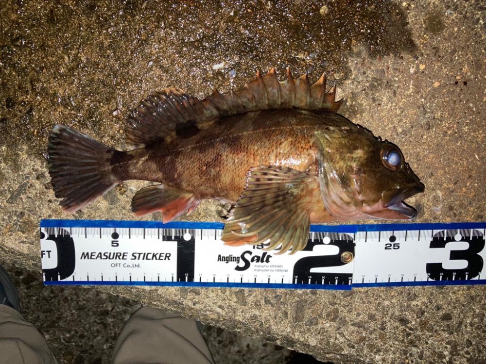 トレジャーハント成功‼️