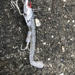 キス釣りの前にちょこっと