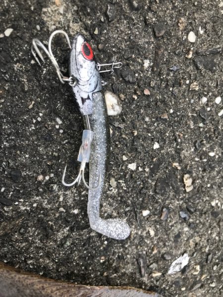 キス釣りの前にちょこっと