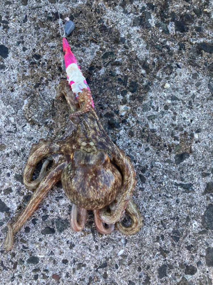 ⭐︎岸ジギは1時間にして成らず