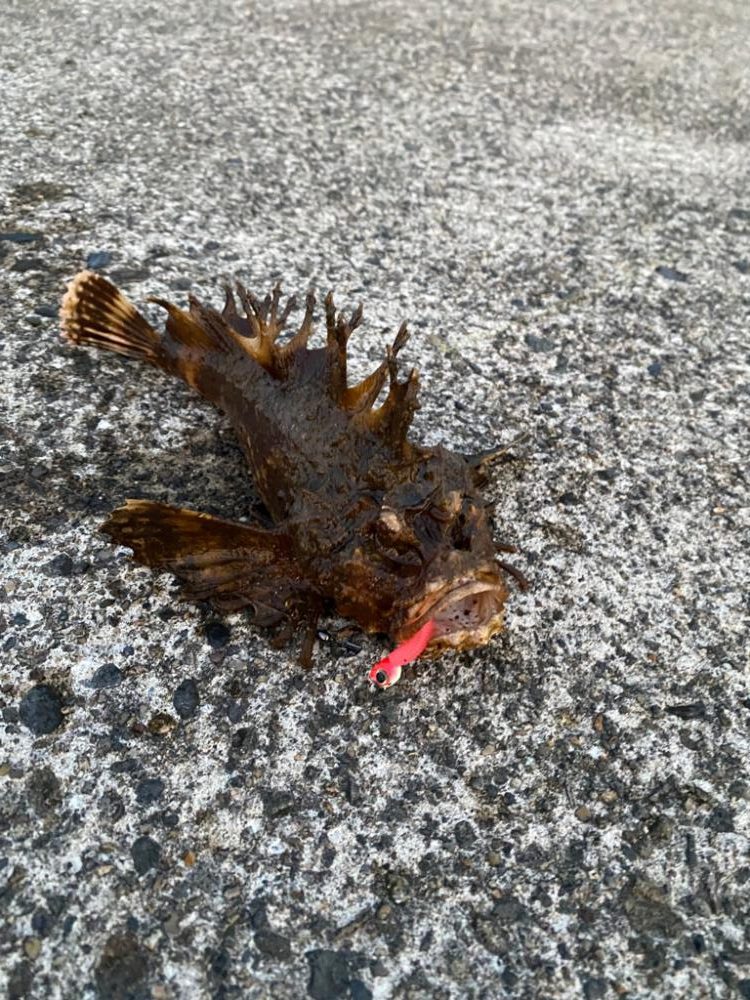 キジハタゲーム