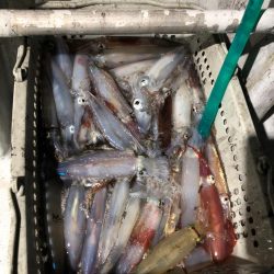 越喜来湾 イカメタル