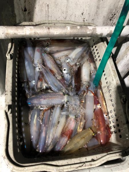 越喜来湾 イカメタル