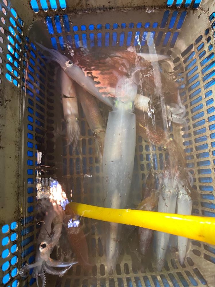 おとなの夜遊び深夜便