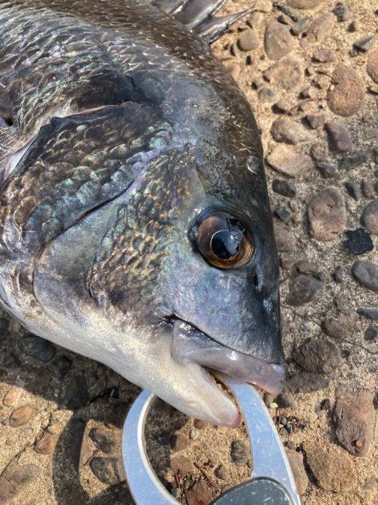 ⭐︎岸ジギサイコー