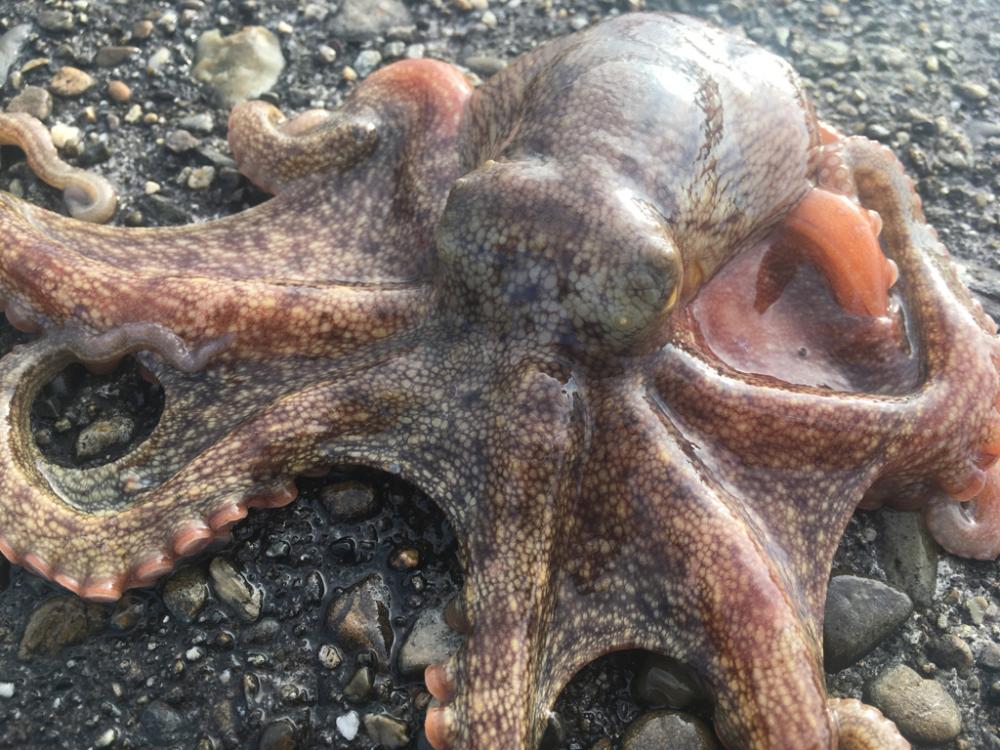 【タコフィネス】 アコウ2＋タコ5