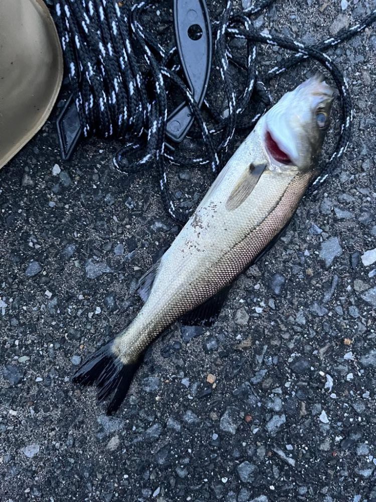 四日市ファミリーライトゲーム