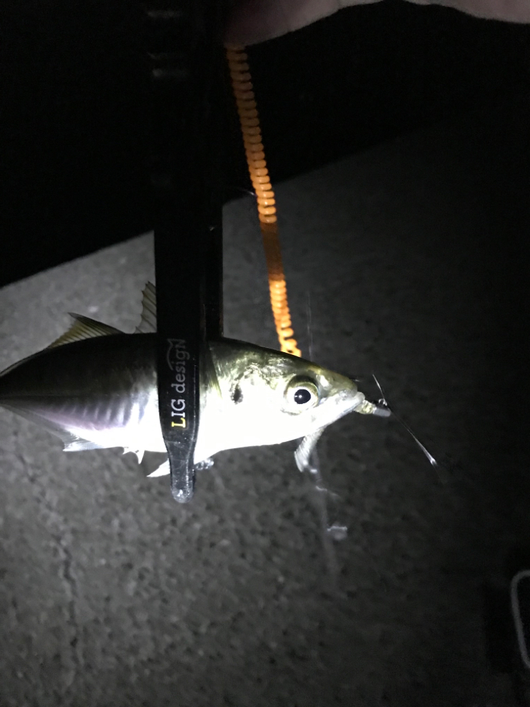 地元有志のアジング大会にて…