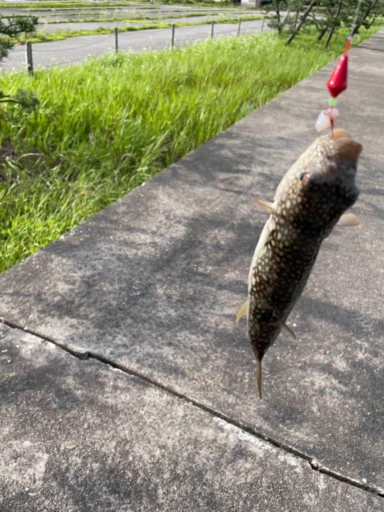シロギス釣れてます!アジ釣れず…