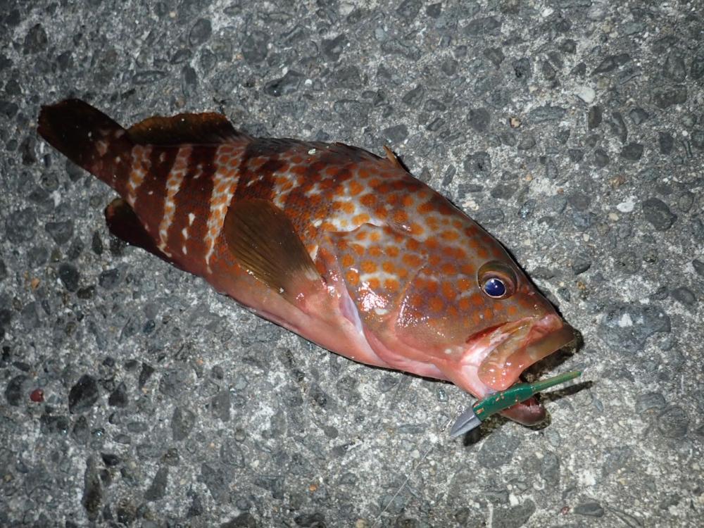 ワインドの爆発力がヤバかった!