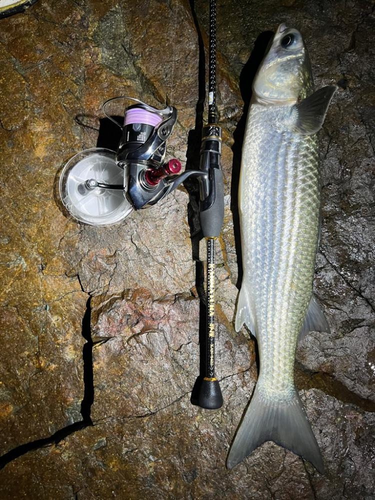 デカイ、、、。