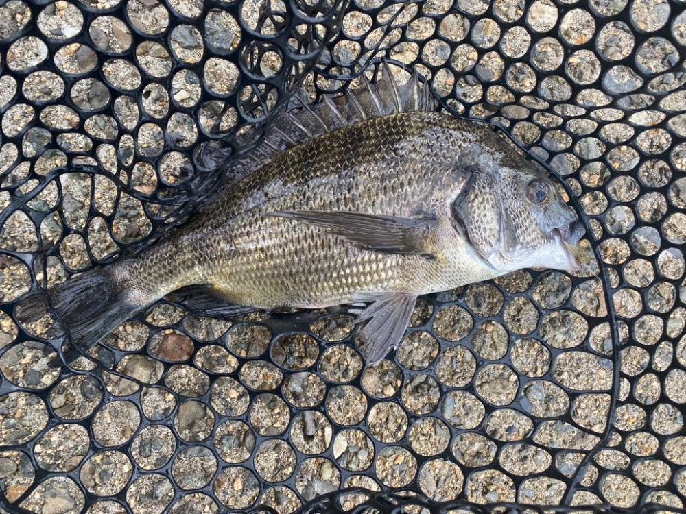 アタリの数だけなら過去最高に多かったチニング